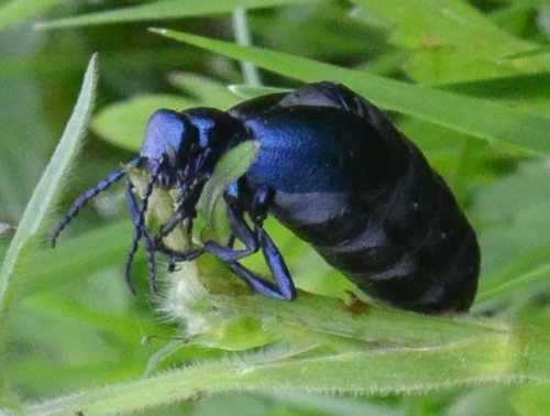 Die dänische Natur ( (c) gehkacken.de, Foto by lieblingsmoni)
